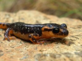 Dersim’de bir Fethiyeli – Ulaş Kiper