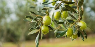 Keşke Böyle Olsaydı – 2 – Bi̇rol Gani̇oğlu