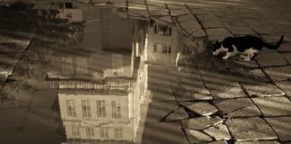 Kedi Milleti – Gökhan Korkmazgil ©Barış İncesu