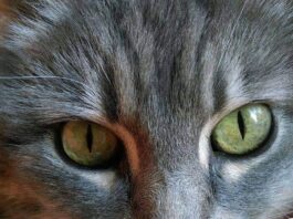 Kedi̇ Mi̇lleti̇ / Mi̇sket – Gökhan Korkmazgi̇l Misket, © Suna Barış Özer