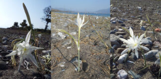 Fethi̇ye Kumsallarının Nadi̇r Bi̇tki̇si̇ – Ulaş Ki̇per Kum Zambağı - Pancratium maritimum
