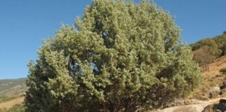 FETHİYE; ARDIÇ AĞACININ ÖYKÜSÜDÜR – NACİ DİNÇER