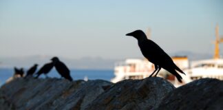 OKURYAZAR GÜNCESİ – KARANLIKTA SABAH KUŞLARI – AHMET ALTAN / GÖKHAN KORKMAZGİL