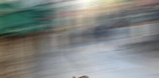 KEDİ MİLLETİ – YALNIZ – GÖKHAN KORKMAZGİL