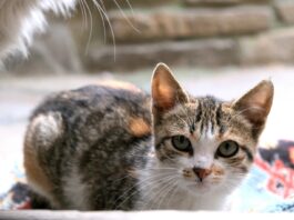 KEDİ MİLLETİ – KEDİ GİBİ DÜŞÜNMEK – GÖKHAN KORKMAZGİL