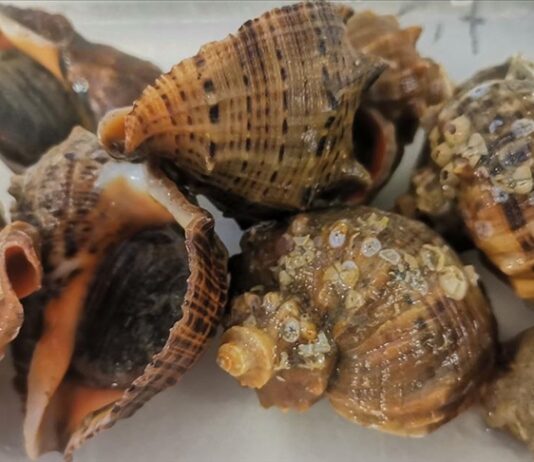 TRİTON: AKDENİZ’İN EN BÜYÜĞÜ! – ULAŞ KİPER