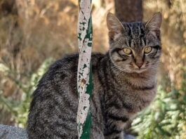 KEDİ MİLLETİ – PÜSKÜL – GÖKHAN KORKMAZGİL