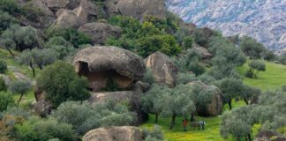 ZEYTİN ZAMANI / ZEYTİN, BARIŞ VE ÖLÜMSÜZLÜK – GÖKHAN KORKMAZGİL