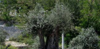 ZEYTİN ZAMANI – ZEYTİN KANUNLARI – GÖKHAN KORKMAZGİL