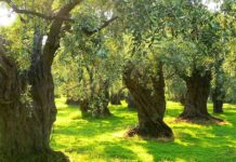 ZEYTİN AĞACI ÖLÜMSÜZDÜR – SERDAR ADAKALE / FETHİYE KENT KONSEYİ EKOLOJİ MECLİSİ zeytin ağacı ölümsüzdür