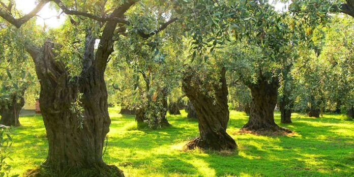 zeytin ağacı ölümsüzdür