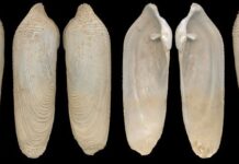 IŞIĞI YEMEK; PHOLAS DACTYLUS… / ULAŞ KİPER