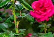 DEMOKRAAASİ – ARİF TECAHÜL