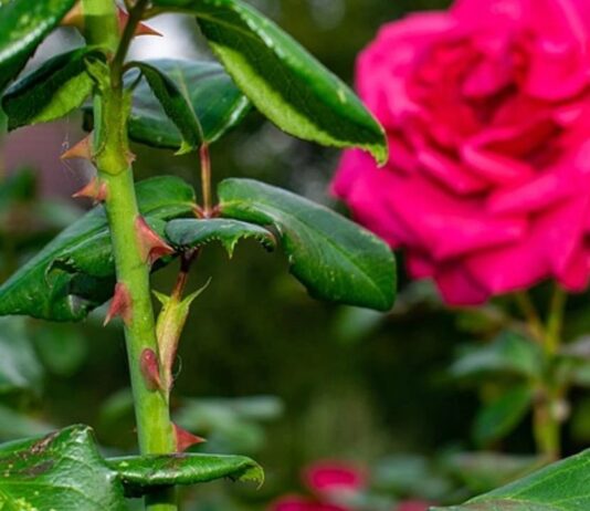 DEMOKRAAASİ – ARİF TECAHÜL